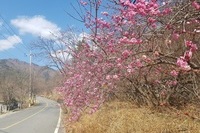 2018 산달뱅이 봄