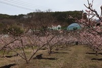 매화꽃이 휘날리는~~~
